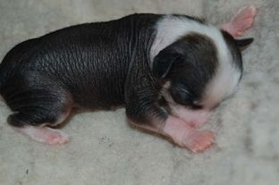 Søgne Heden's Armani Boy