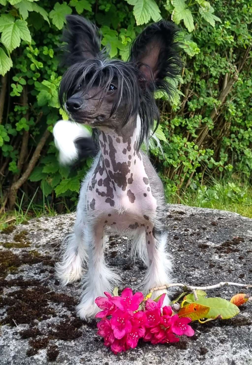 Crested Vixen's Dancing Elf