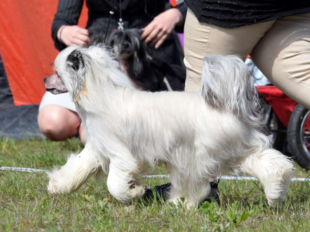 Artic Flyer's I'm in Charge