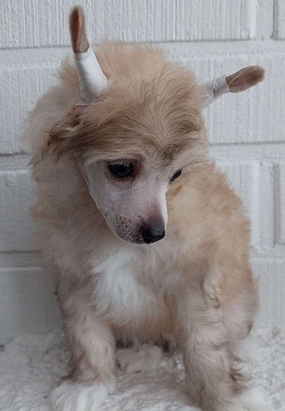 Concrete Clouds Toy Boy