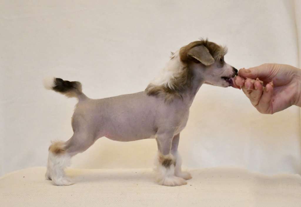 Ravenoak Blister In The Sun