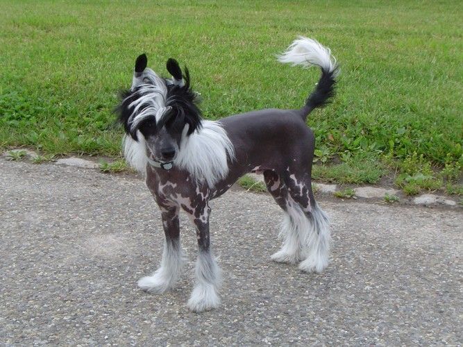 Going For Gold Fantasy Island