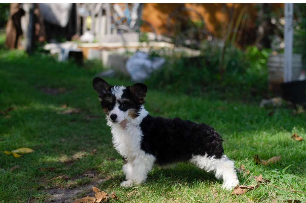 Elance Louange Leonard