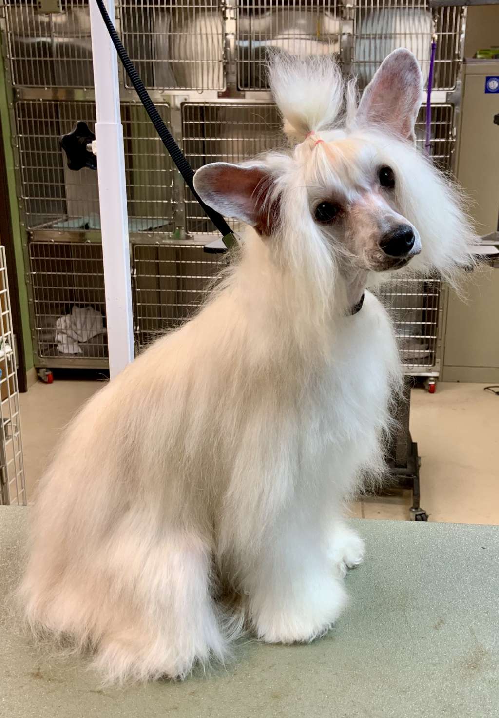 Nina's K Run For The Roses