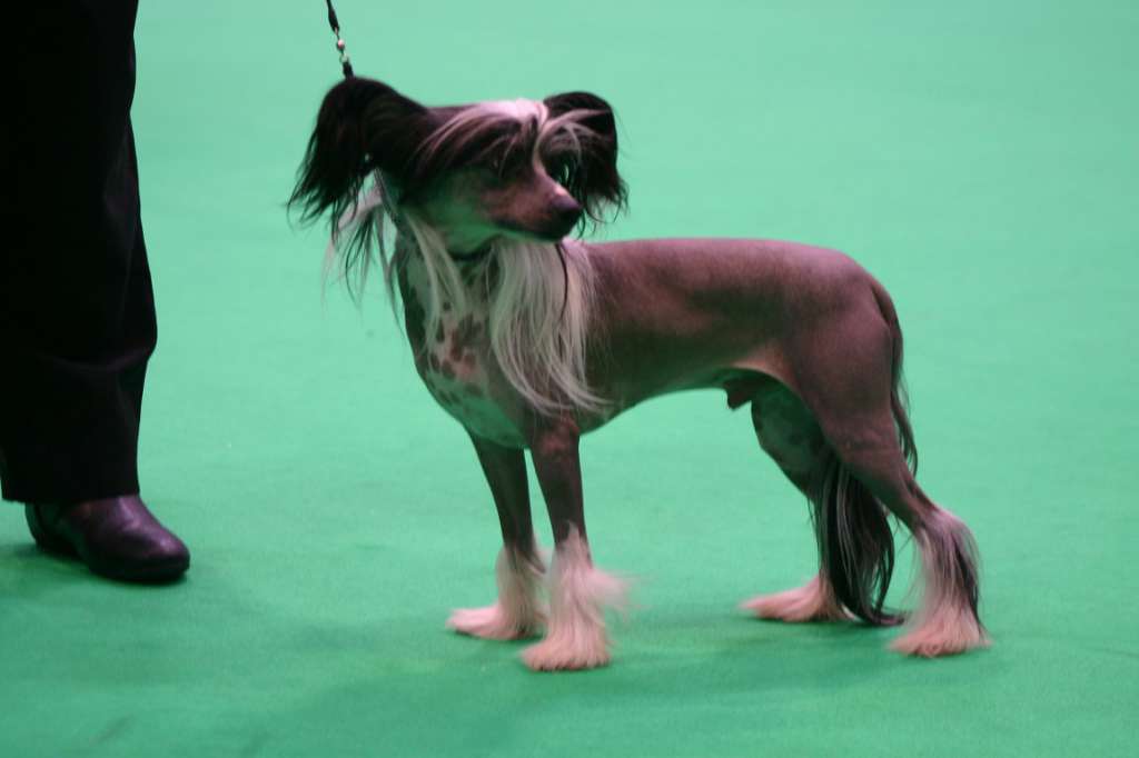 Pariansoez Innuendo at Jhanchi J.W.