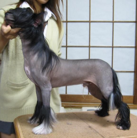 Rino Anne JP Rising Moon