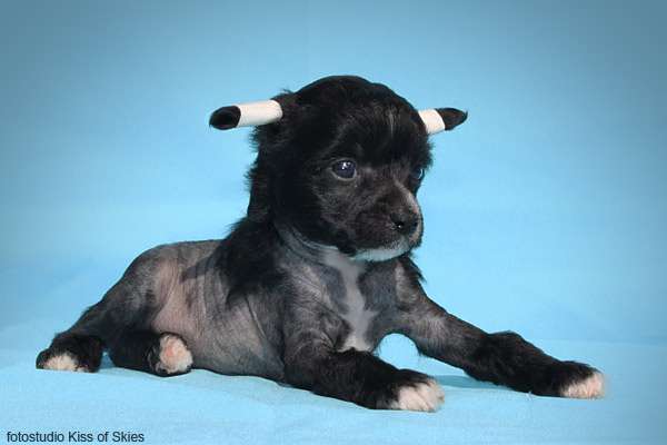 Anda Frelsis Carlina