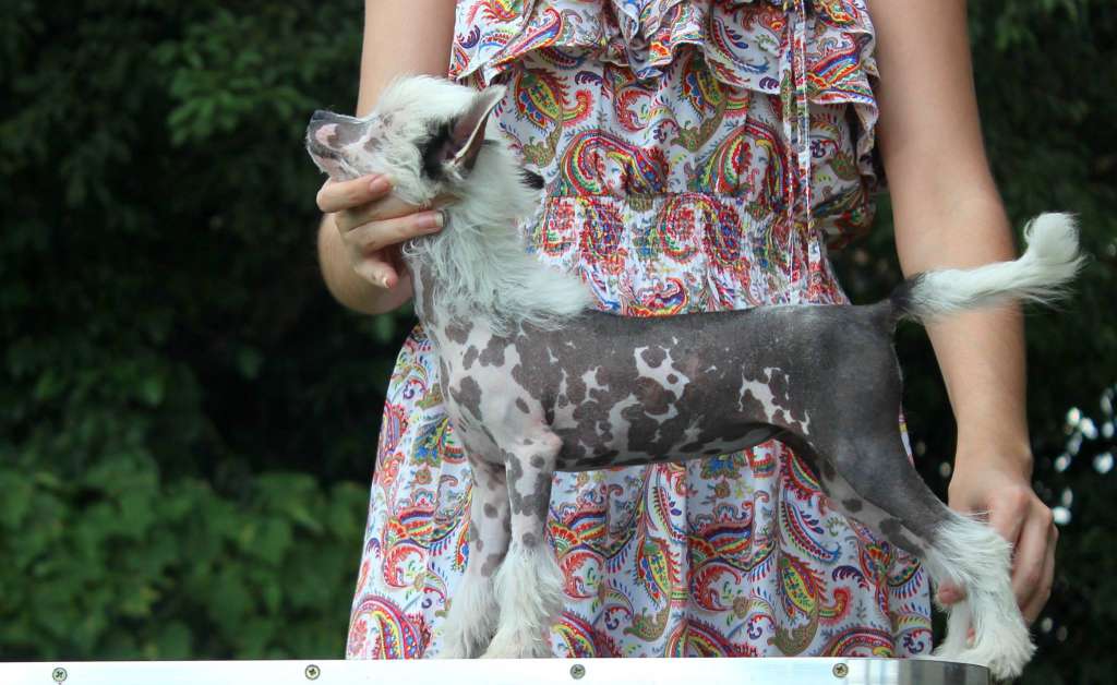 Pequin Mirrage Kissy