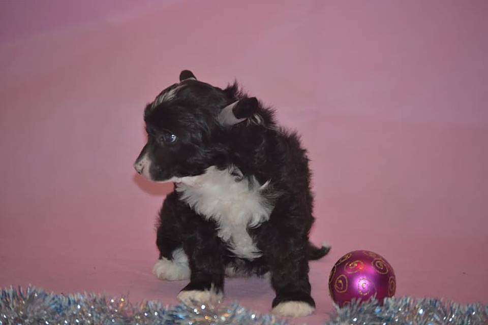 Ketrin kristol Indiana