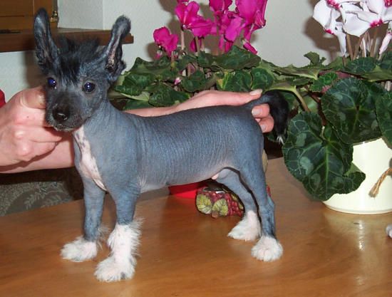 Camillo from Angels Fundation