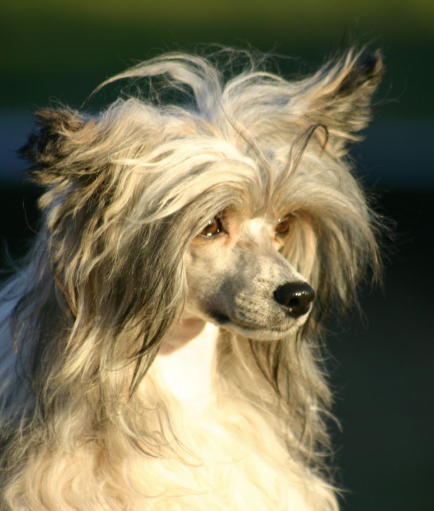 Zorrazo Big Bad Wolf