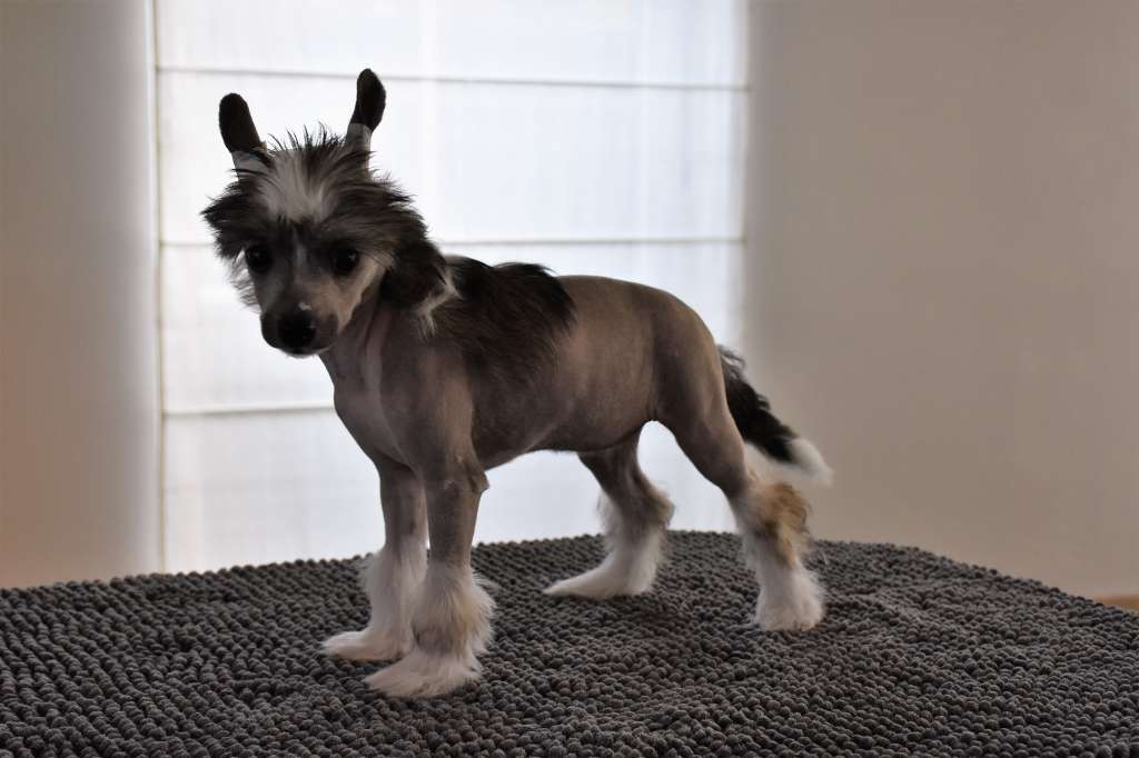 Quimera of the loving dols