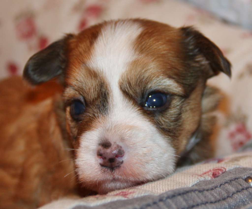 Chichiripa Buckaroo Bob