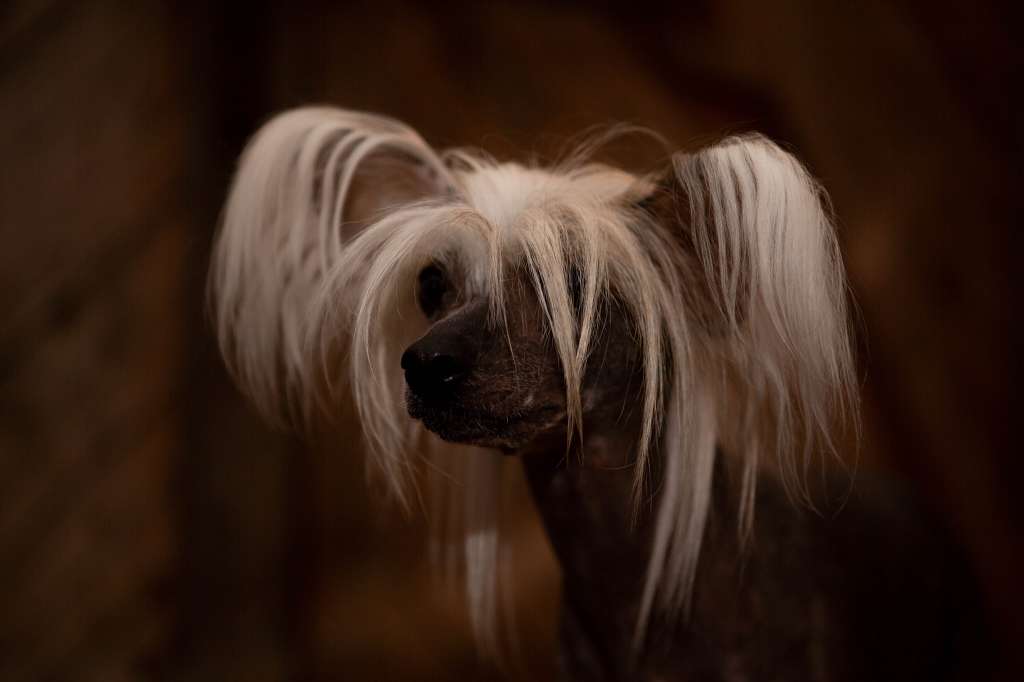 Viuvaun Fairies Wear Boots