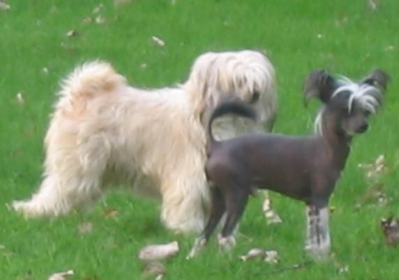 Unipuff's Cocoa Puff Of Unidog