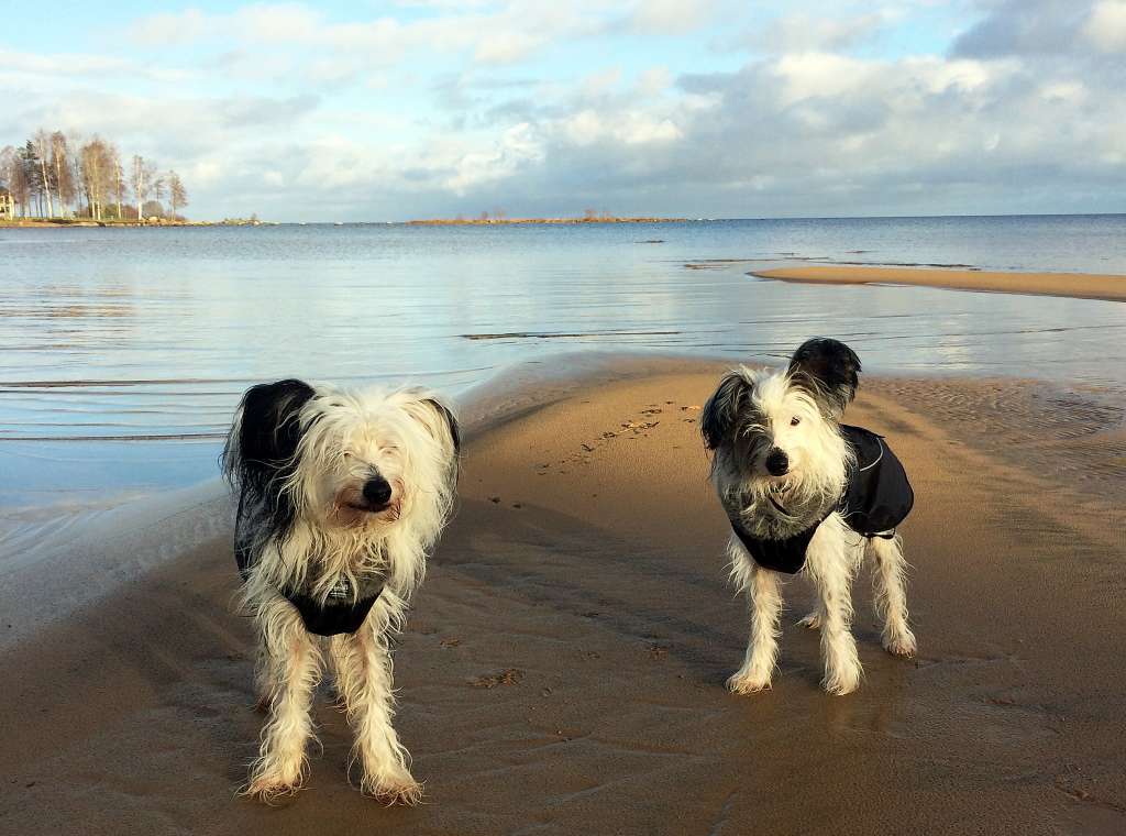 Hundtassens Poseidon