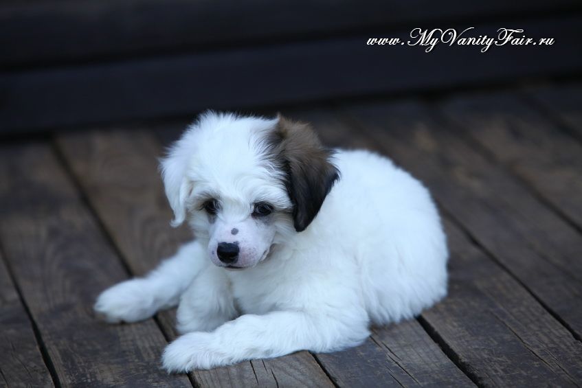 My Vanity Fair Garfield