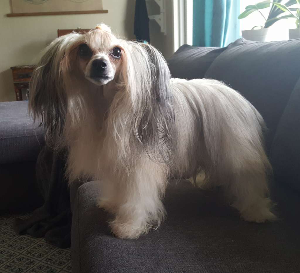 Divine Cresteds Axiom