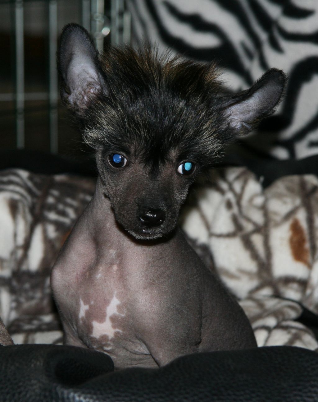 Absolute Souls Moves Like Jagger