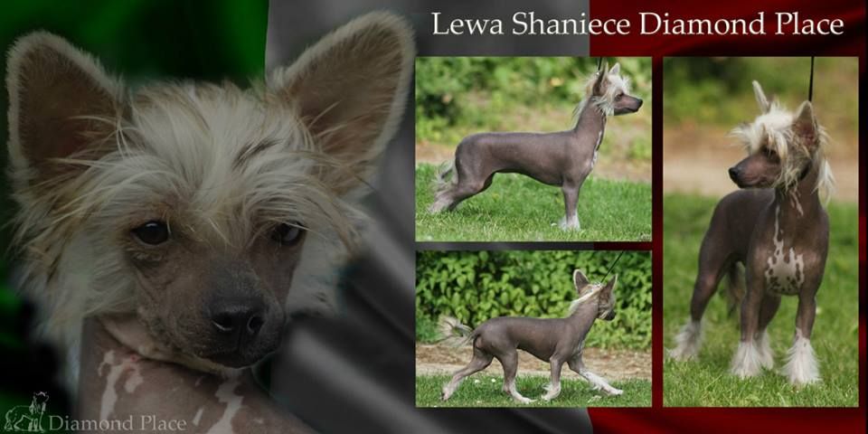 Lewa Shaniece Diamond Place