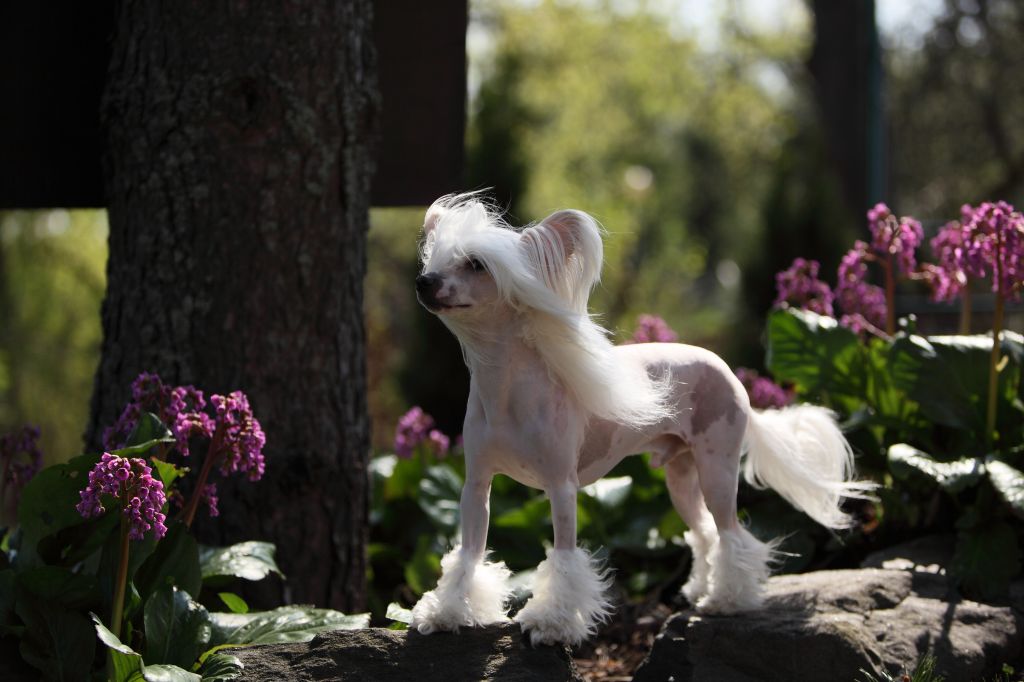 Sun Dan Fast And Furious