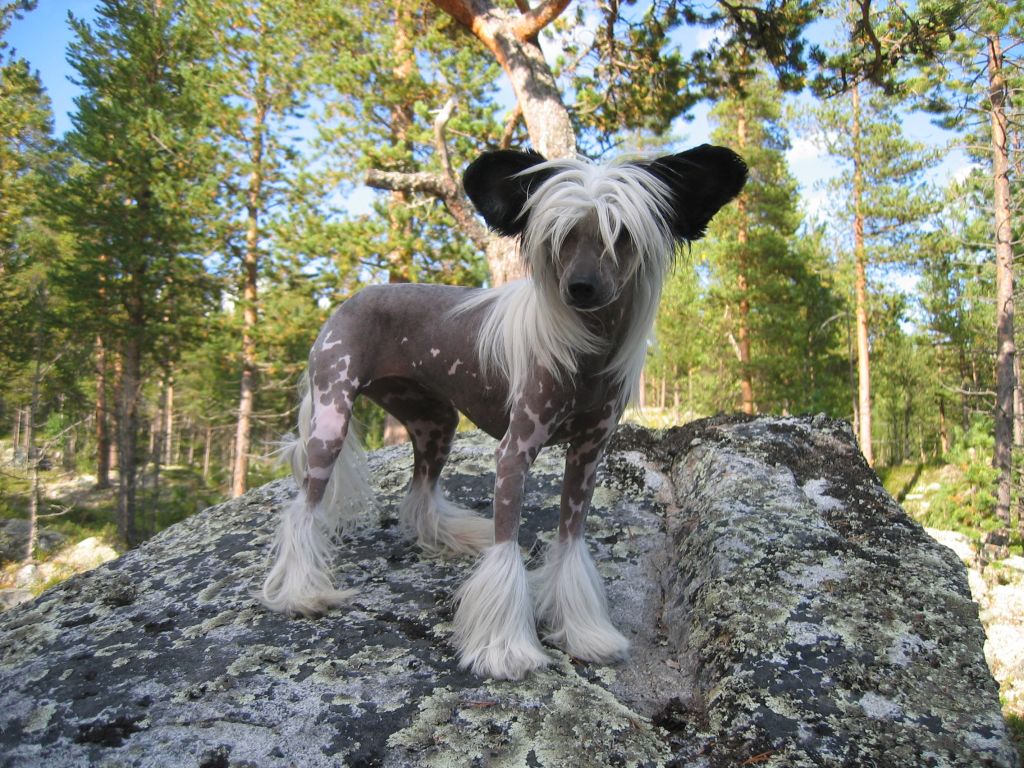 De La Mahafu's Love's Florina