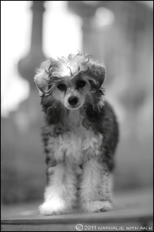 Gavroche Des Picholines