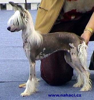 Camelot's Yucatan Honey Moon