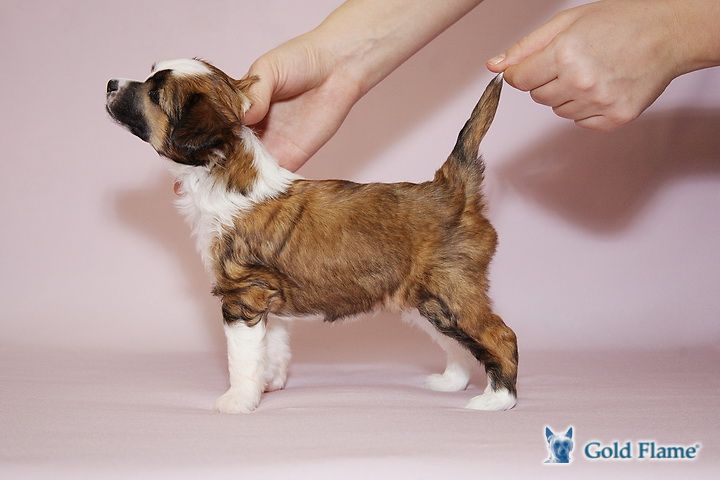 Zholesk Looney Tunes