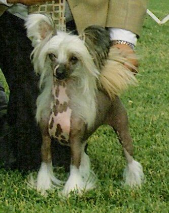 Crestars Sophisticated