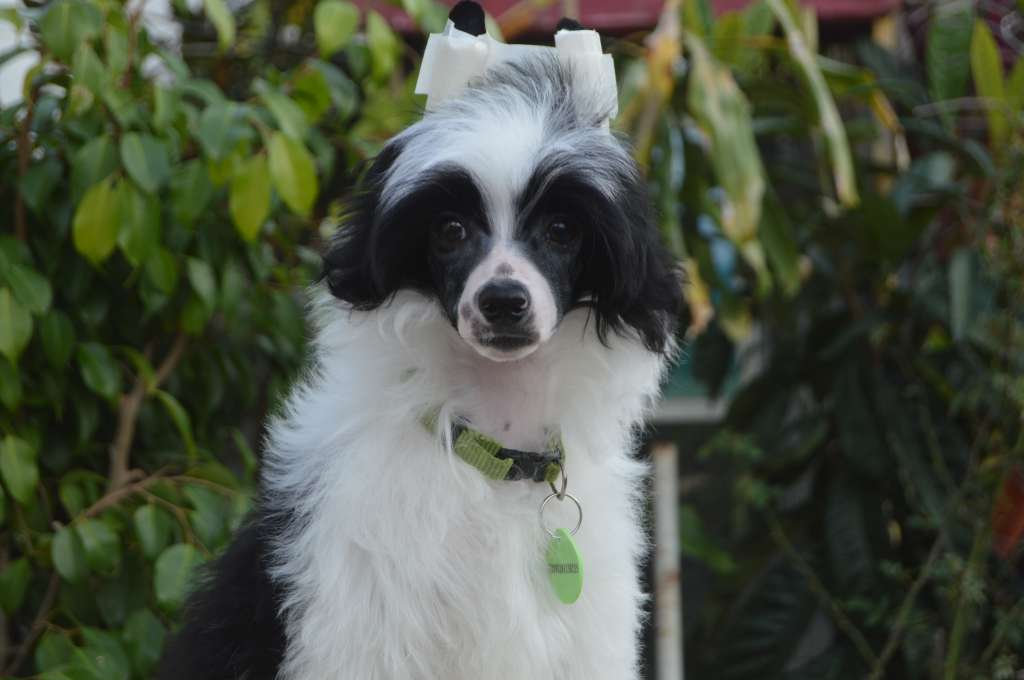 Grey Of Komorebi Dreams