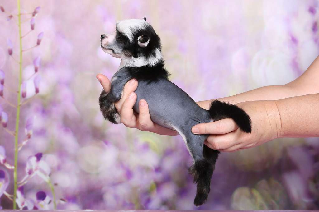 Incanto Del Mondo Zodiac