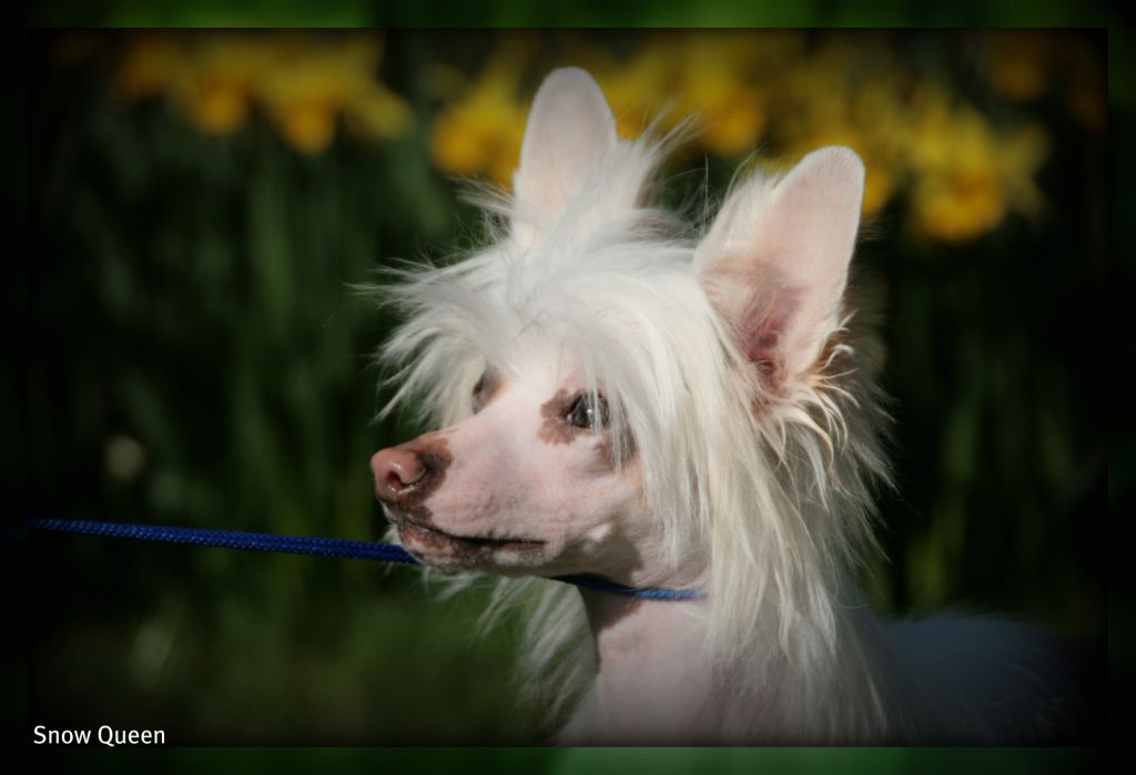 Snow Queen v't Lisserhoekje