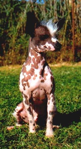 Diamant Gold Od Chlpiku