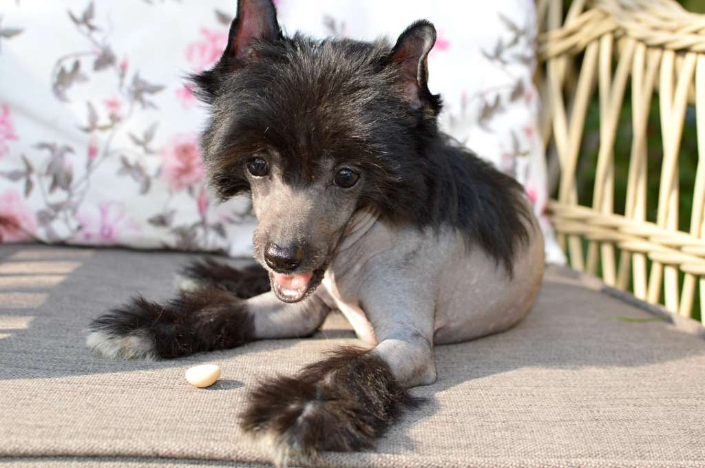 Wow Effect z Andelovy dlane