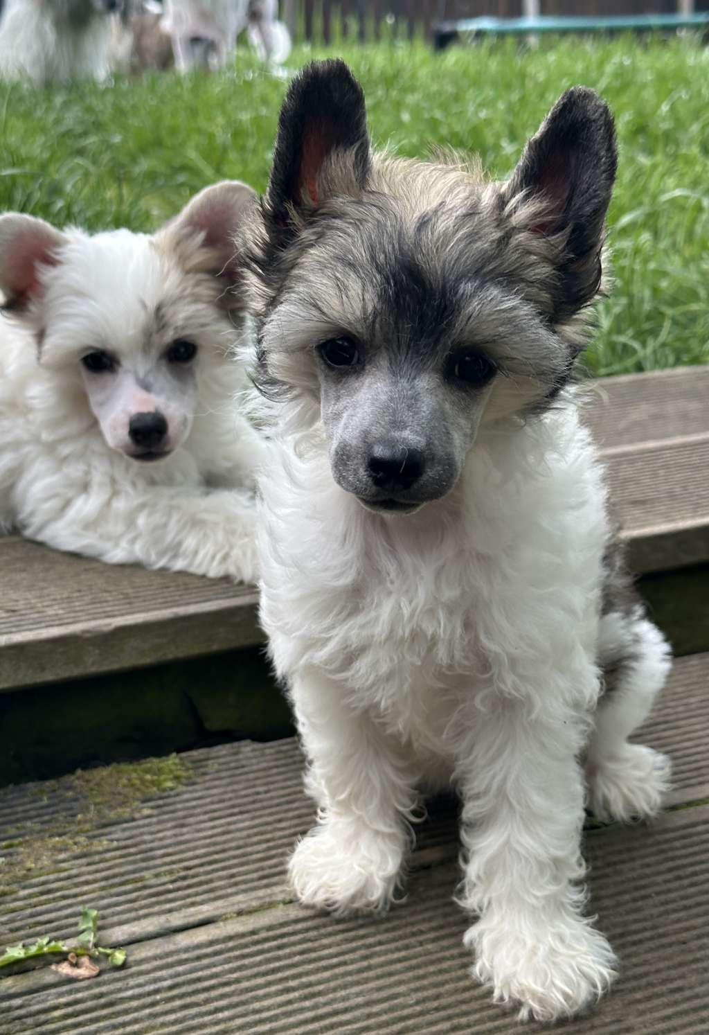 Kampanella powder Ankadi