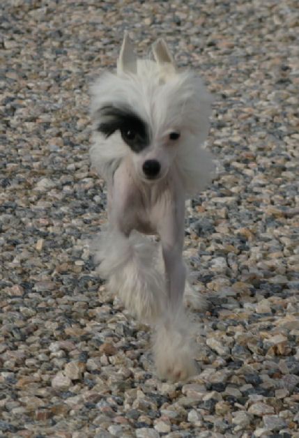 Hound Dog Della Castafiore