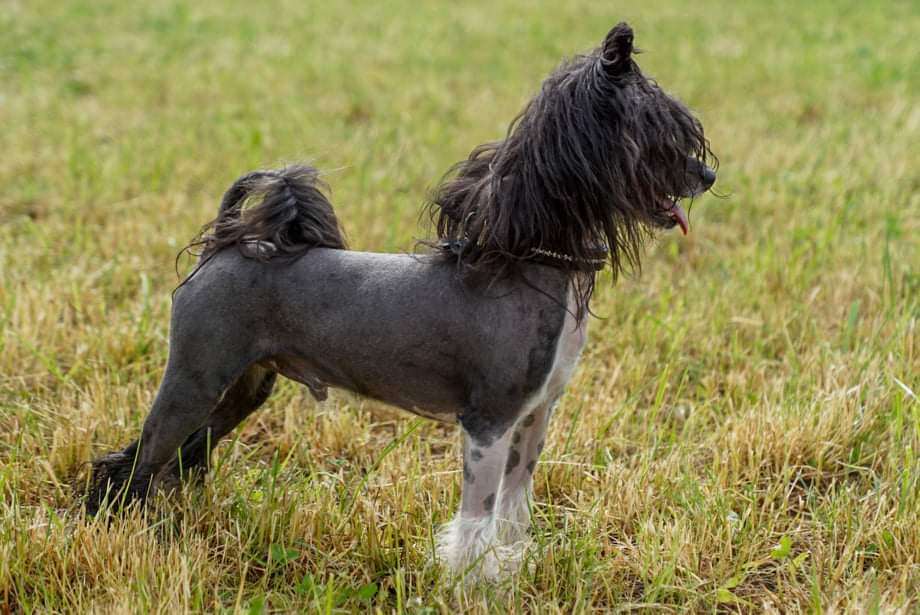 SweRotts Discover Your Black Art