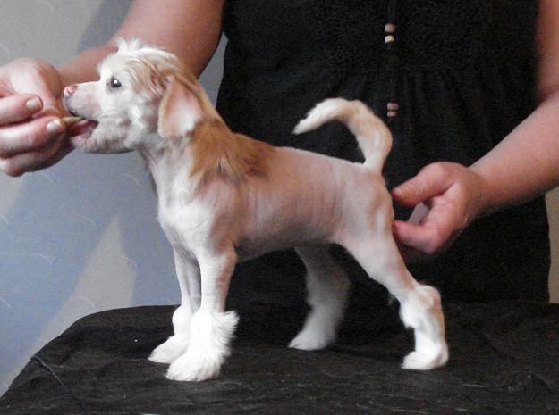 Topgrade Women In Red