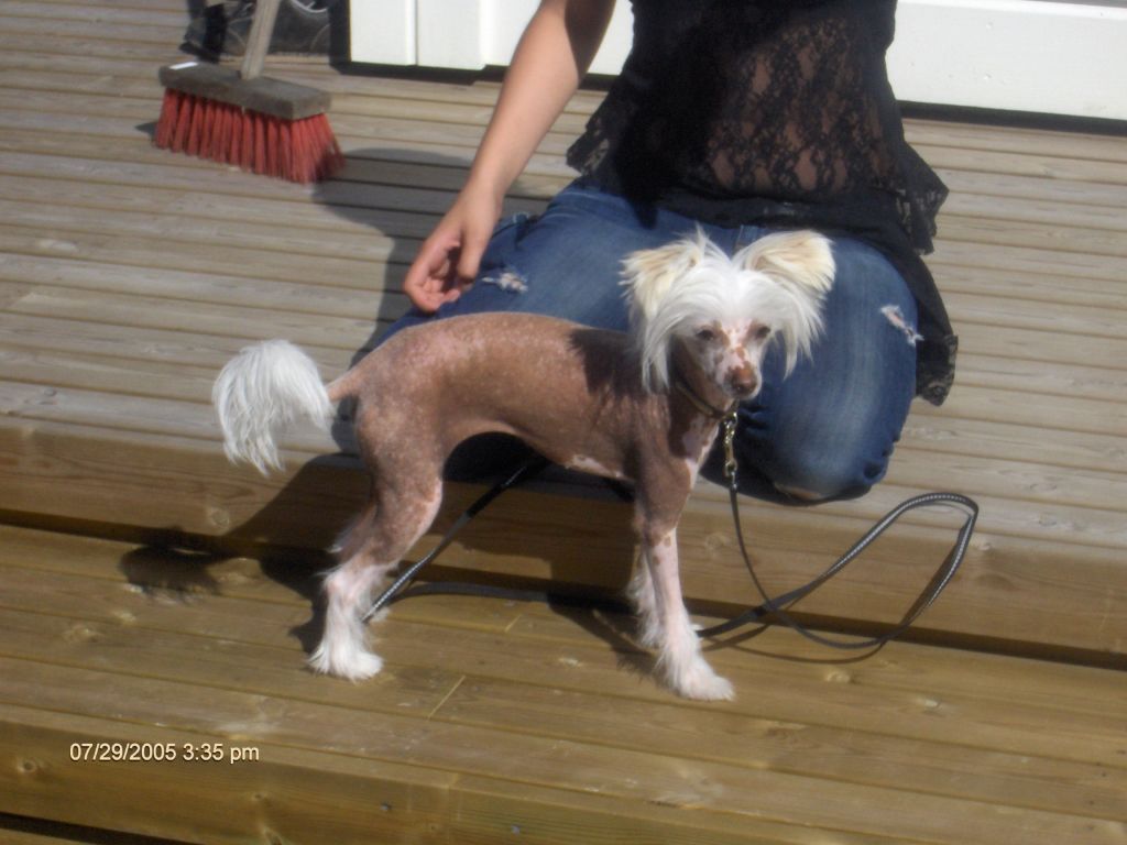 Magic'N Mystic Broomstick Babe