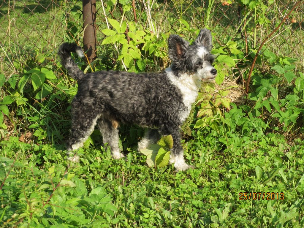 Chinetta's Chin Chin Zorrazo