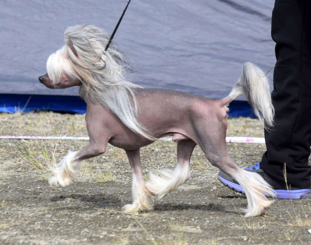 Artic Flyer's Gosh I'm Gorgeous