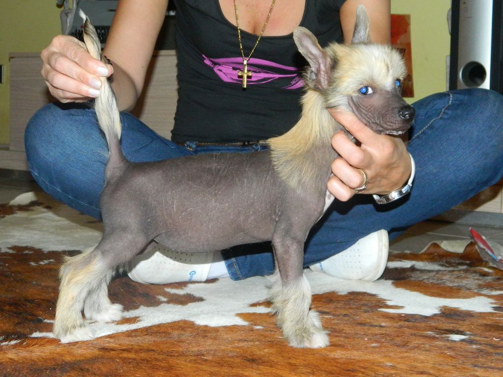 Megi Briseide Sacerdotessa di Apollo