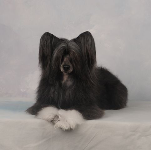 Blackthorn Samuel Clemens