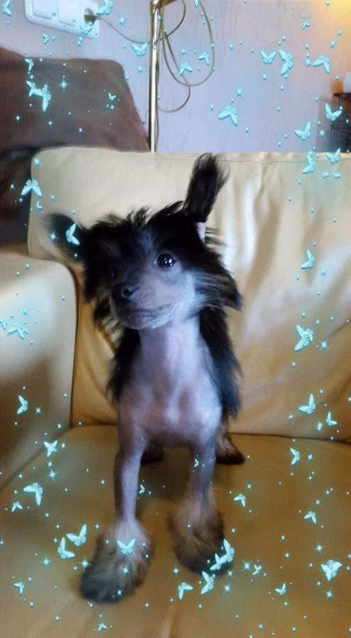 Eowyn of Rohan Trishablue