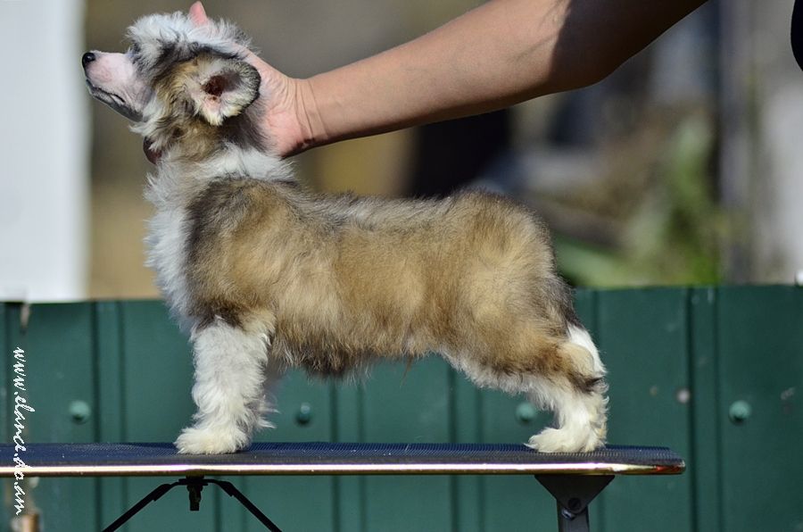 Elance Louange Jacques