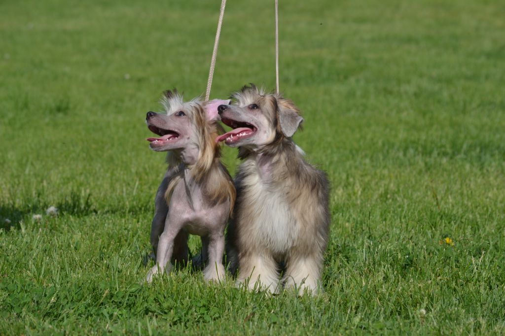 Patron ot Volnogo Psa