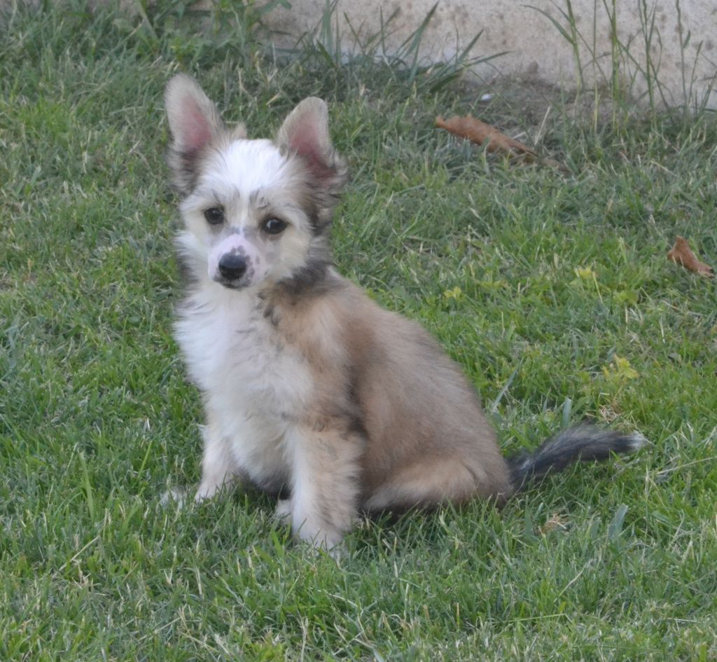 Just So Precious de L'Orée des Rêves