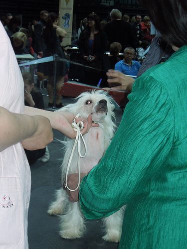 Sspoloch Show Orange Boom