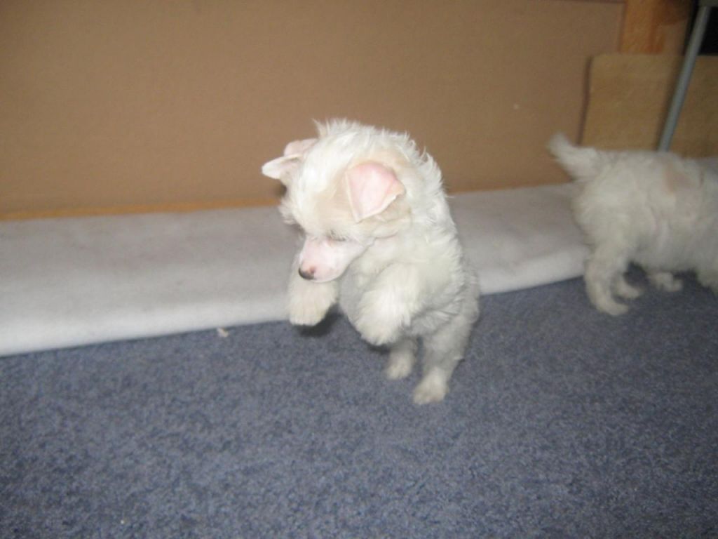  Barishnya Allastriel' 